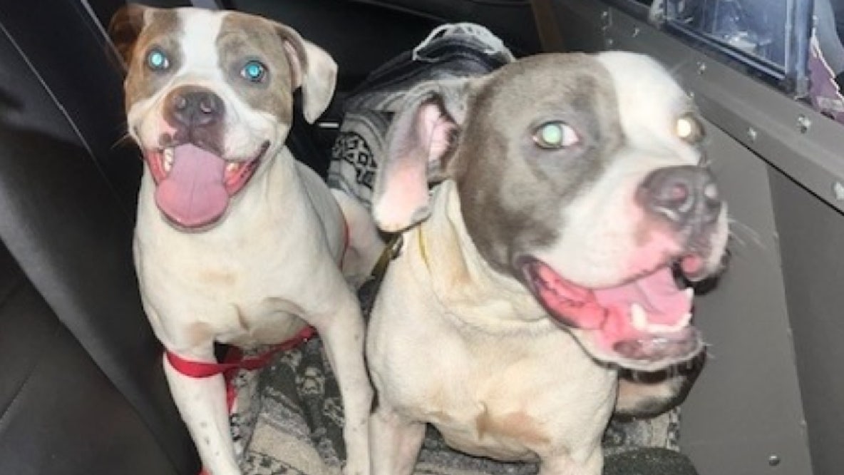 2 dogs found tied to dumpster at Florida rest area, troopers say