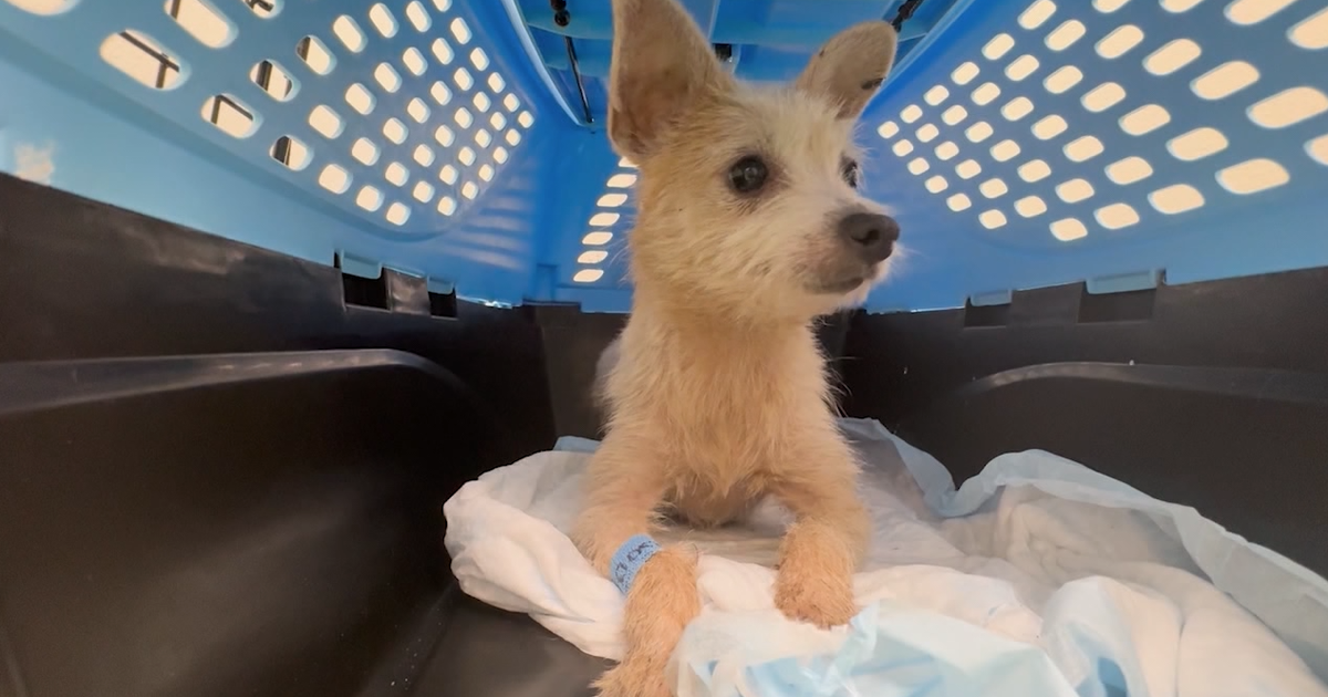 48 dogs, 16 puppies rescued from 'awful' Palm Coast home; Flagler Sheriff investigating
