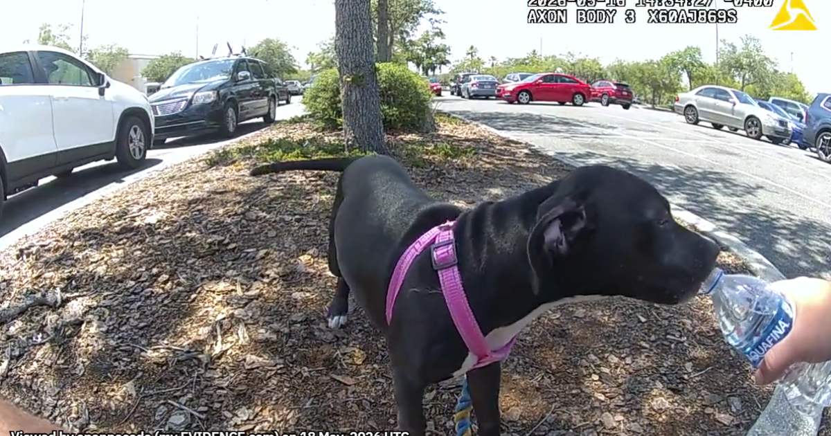 Police rescue dog left in hot car in 92-degree weather