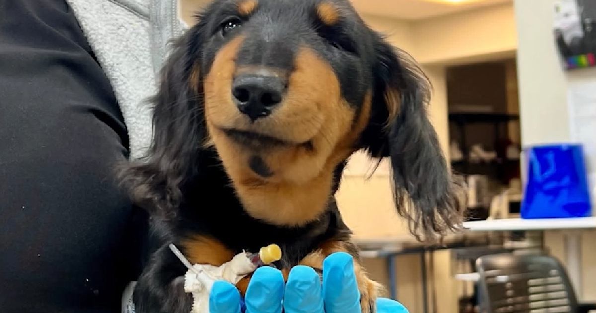Florida puppy survives near-deadly rattlesnake attack in Brevard County ...