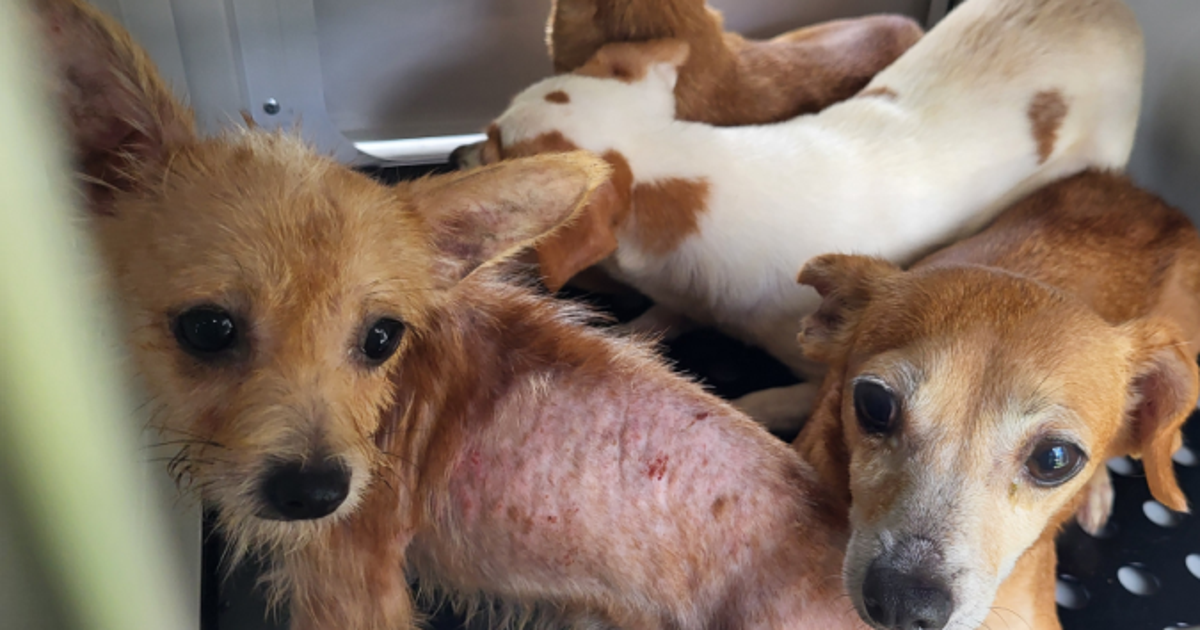 51 dogs rescued after 'prolonged abuse' in Palm Coast home: 'Absolutely ...