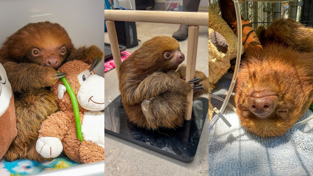 Mr. Ginger, smallest and youngest rescued Sloth World sloth, has