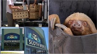 Sloth World Orlando: Investigation almost complete, findings expected in a few weeks, sheriff's office says