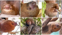 New photos, names of rescued sloths at Central Florida Zoo
