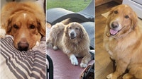 Family visiting Central Florida says dog died after attack at Kissimmee vacation rental