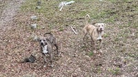Dogs in deadly attack on Cocoa woman now in custody of Brevard County Animal Control