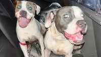 2 dogs found tied to dumpster at Florida rest area, troopers say
