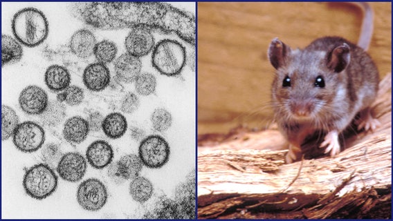 Hantavirus: What to know after 3 dead on cruise amid suspected outbreak