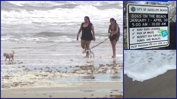 More beach time for pups? Satellite Beach debates extending dog hours