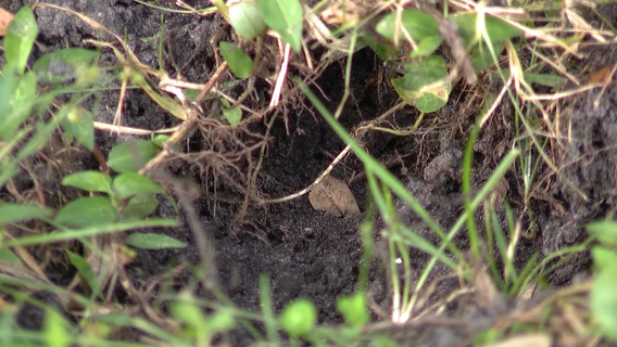 Feral hogs tearing up Edgewater yards: Officials say issue isn’t going away