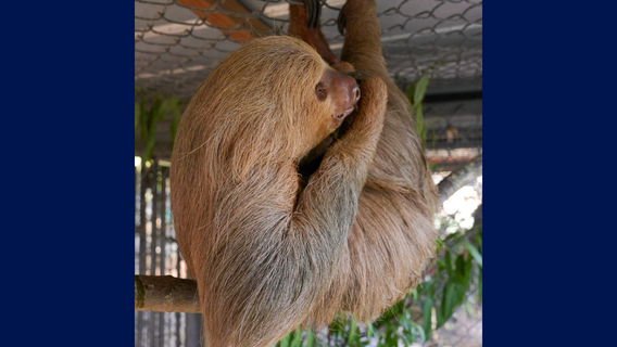 Second rescued Florida 'Sloth World' death: Sloth, Habanero, dies at zoo