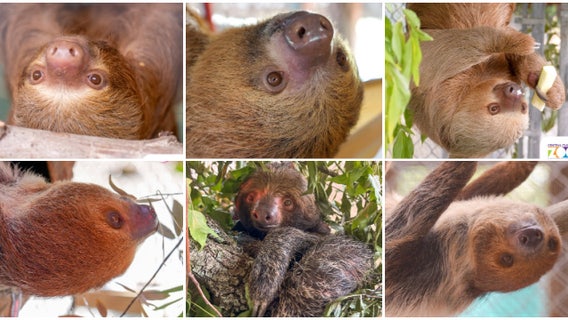 New photos, names of rescued sloths at Central Florida Zoo