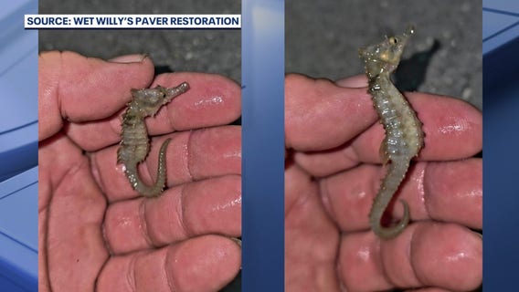 Baby seahorse rescue signals new hope for Indian River Lagoon