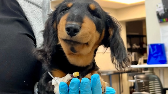 Florida puppy survives near-deadly rattlesnake attack in Brevard County