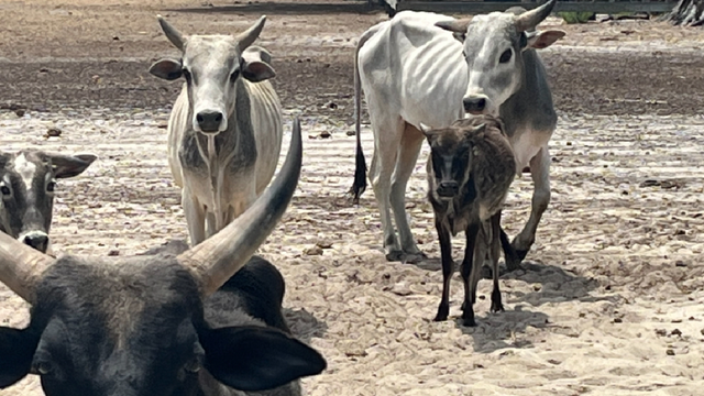 Over 30 Zebu cattle 'severely emaciated': Florida woman, property owner, arrested