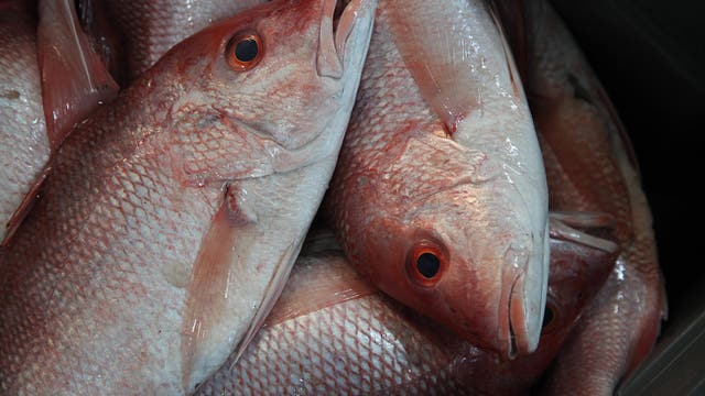 Federal judge freezes South Atlantic red snapper exempted fishing permits before Memorial Day weekend