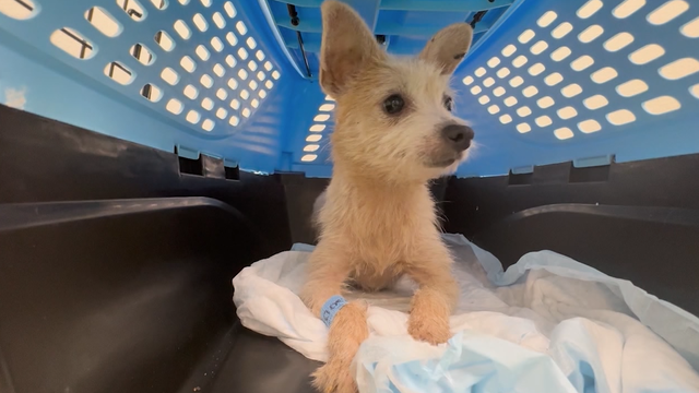 Nearly 50 dogs rescued from 'awful' conditions at Palm Coast home