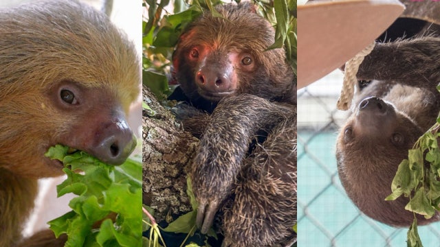 New photos, videos of rescued sloths at Central Florida Zoo