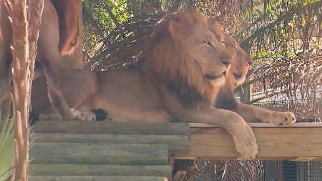 Kids can get in free at Brevard Zoo on select days in May