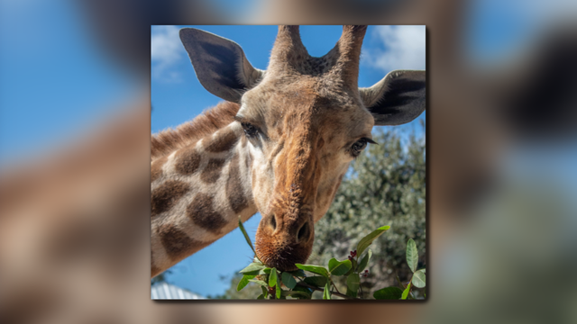 Brevard Zoo Masai giraffe, Floyd, dies after suffering foot fracture