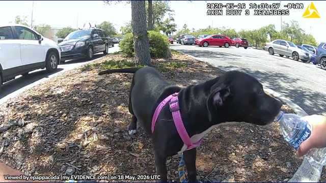 Police rescue dog left in hot car in 92-degree weather