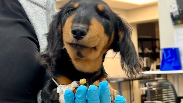 Florida puppy survives near-deadly rattlesnake attack in Brevard County