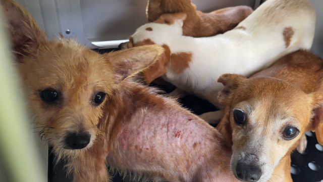 51 dogs rescued after 'prolonged abuse' in Palm Coast home: 'Absolutely disgusting'