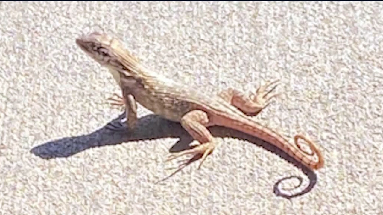 Invasive Bahamas lizard expands into Central Florida, researchers say