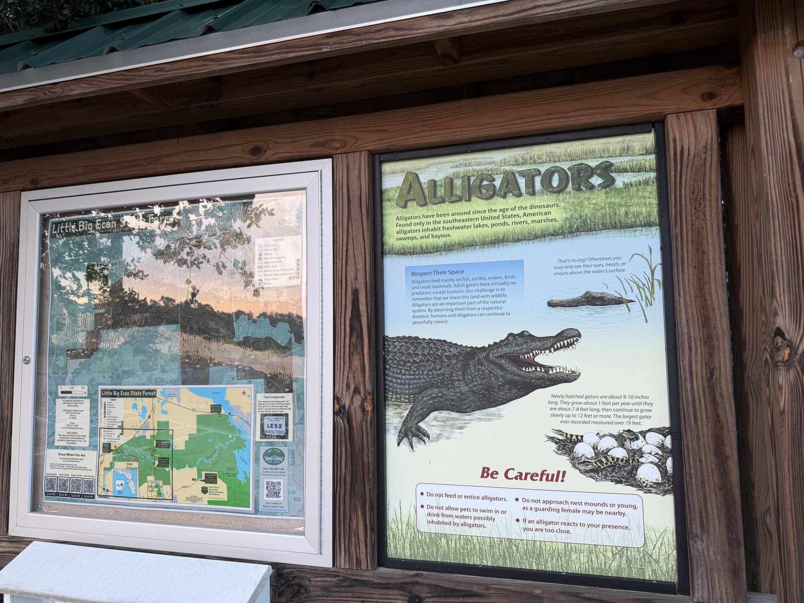 2 huge alligators killed after Florida woman dies in alligator attack, FWC says