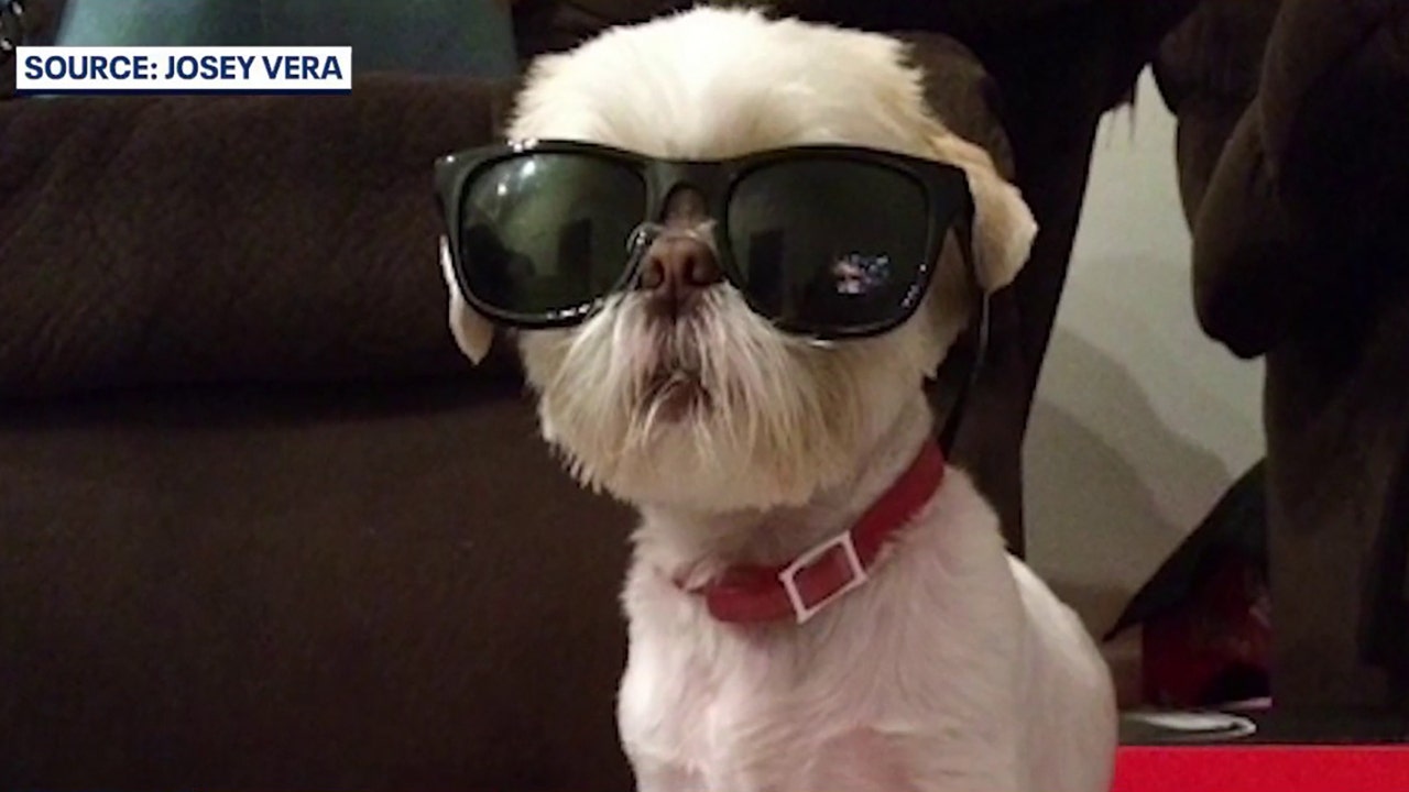 Florida family reunites with missing dog found months later in New York