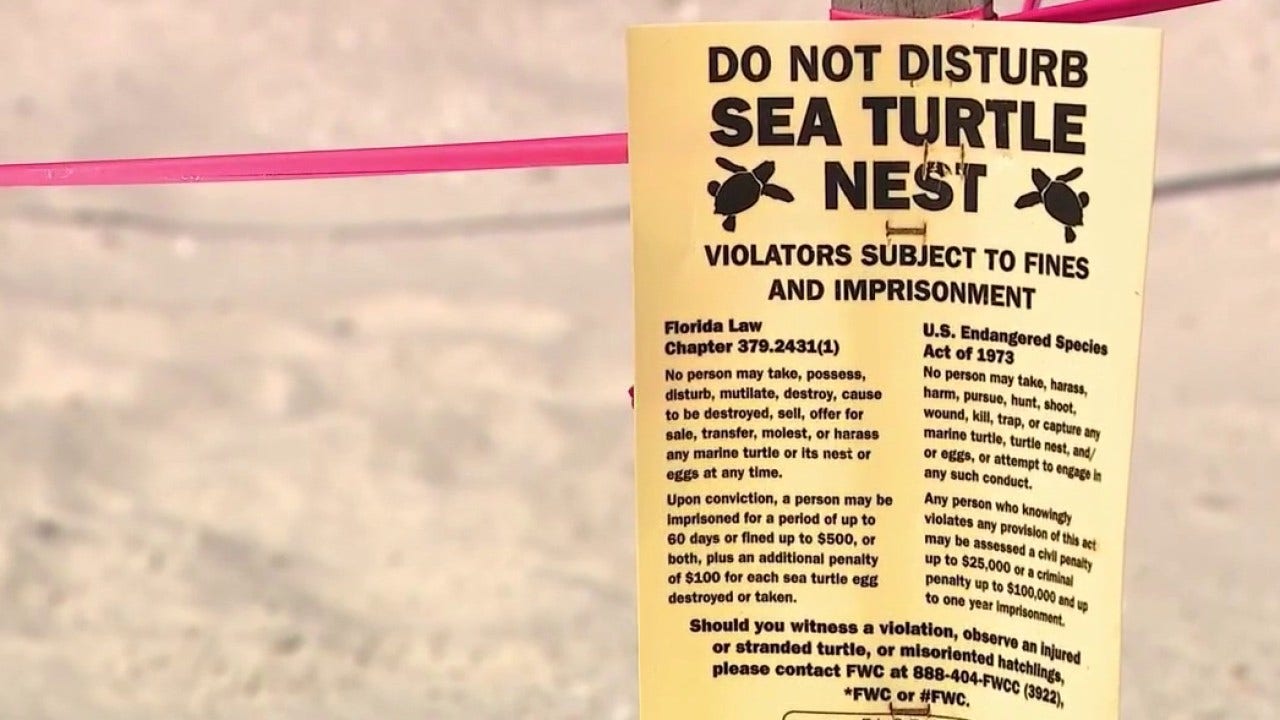 Sea turtle nesting season off to record start in Volusia County