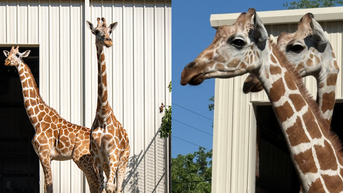 Central Florida Zoo welcomes 2 female giraffes