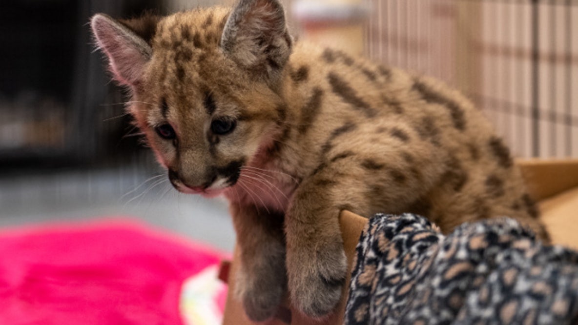 Central Florida Zoo: New summer hours, cougars cubs and animal encounters