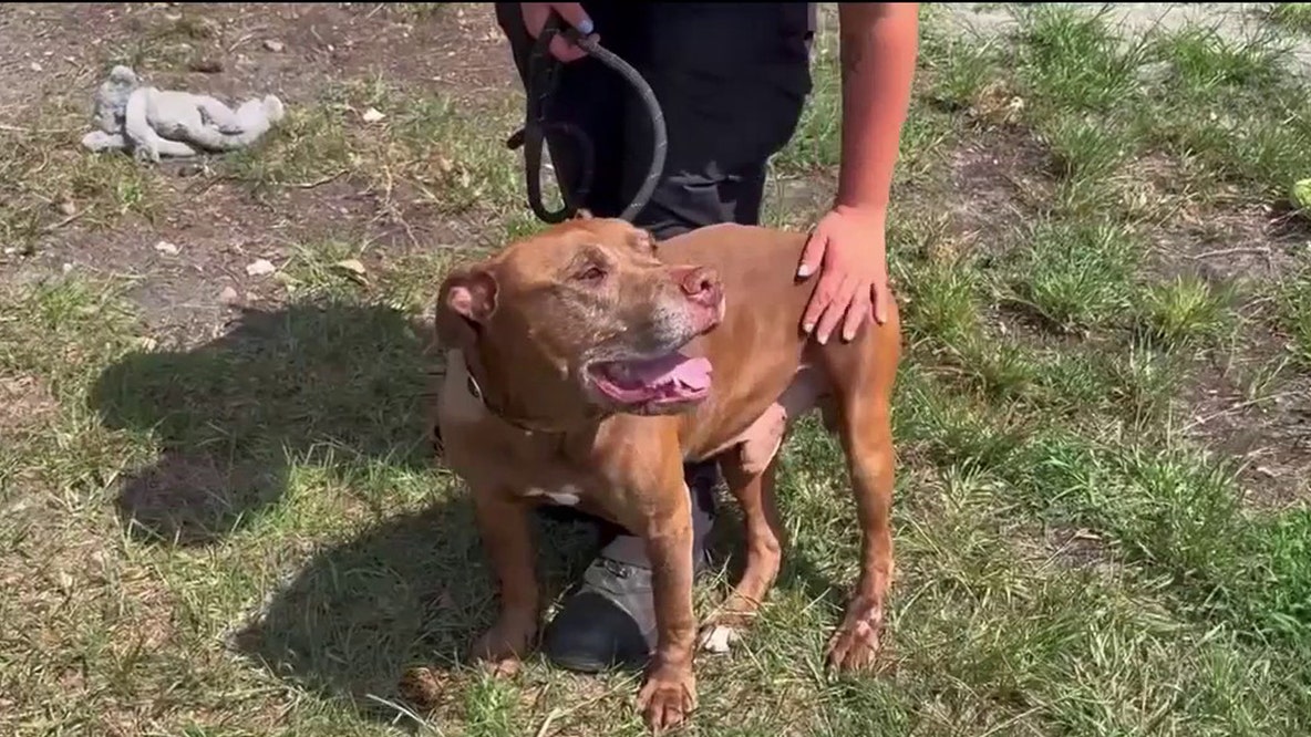 Brevard County deputies looking for alleged shooter that shot a stray dog in the head
