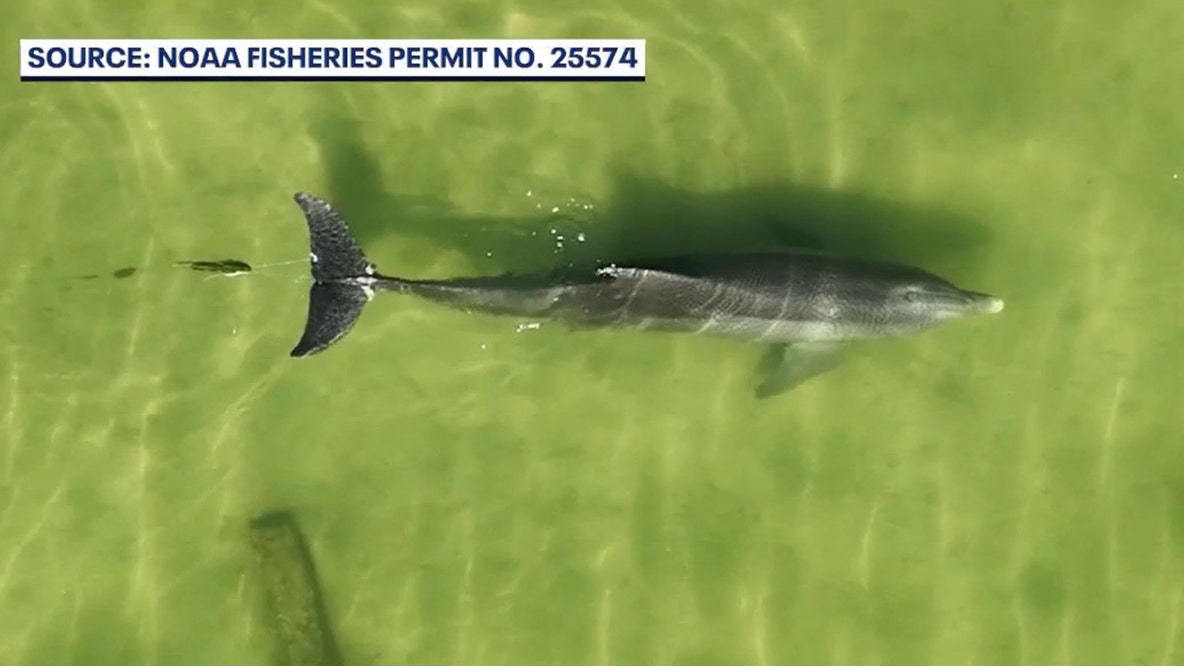 Wildlife scientists concerned with skyrocketing dolphin, fishing line cases in Indian River Lagoon