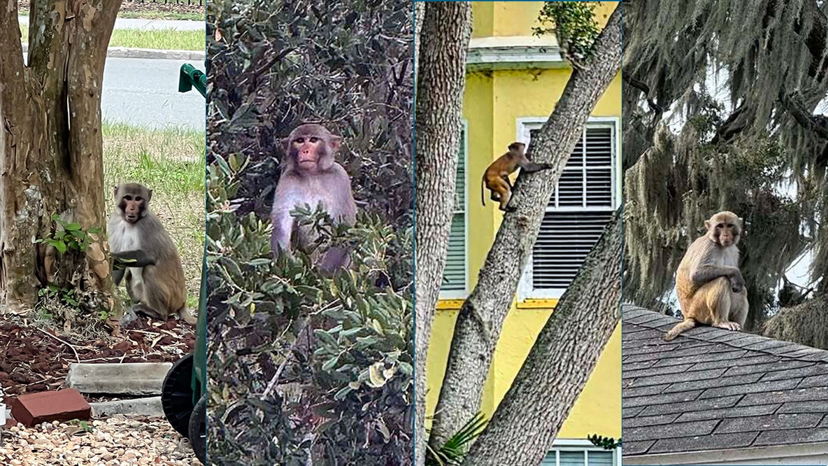 Monkey spotted near Mount Dora's Lakeside Inn as sightings continue across Central Florida