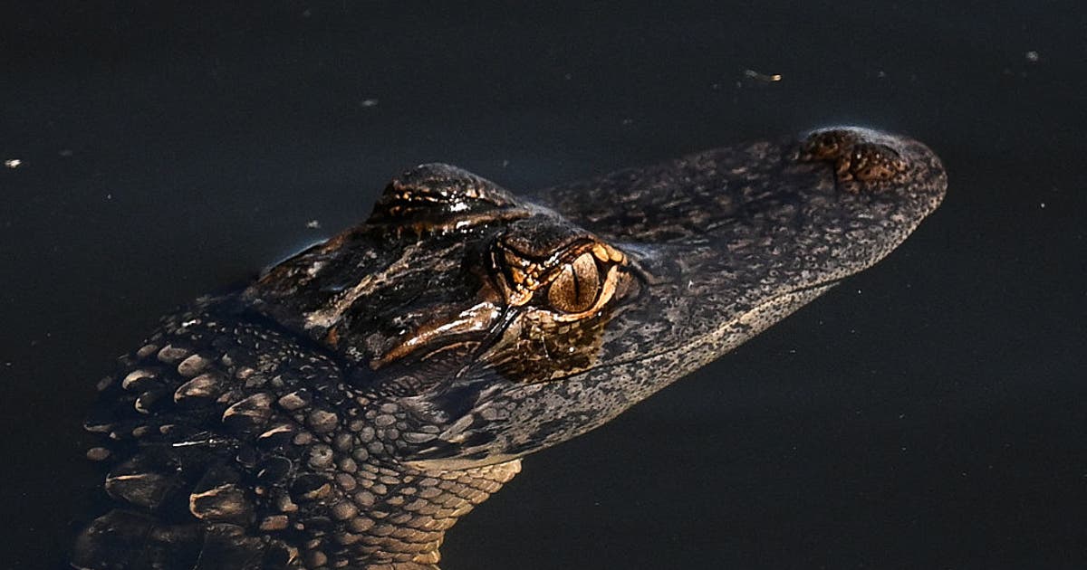 Man bitten in the face by alligator at Florida airboat attraction, lawsuit says