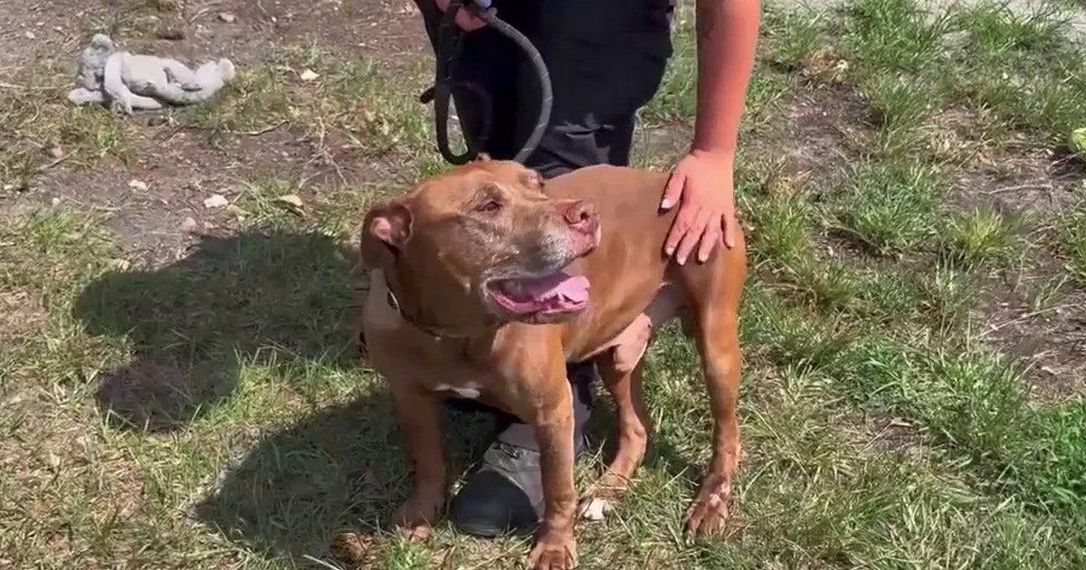 Brevard County deputies looking for alleged shooter that shot a stray dog in the head
