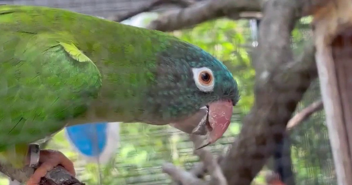 Exotic South American parrots thriving in wild colonies on Florida's Space Coast