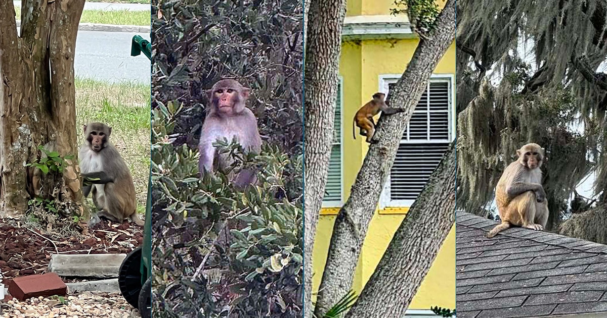Monkey spotted near Mount Dora's Lakeside Inn as sightings