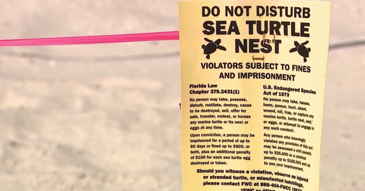 Sea turtle nesting season off to record start in Volusia County | FOX ...