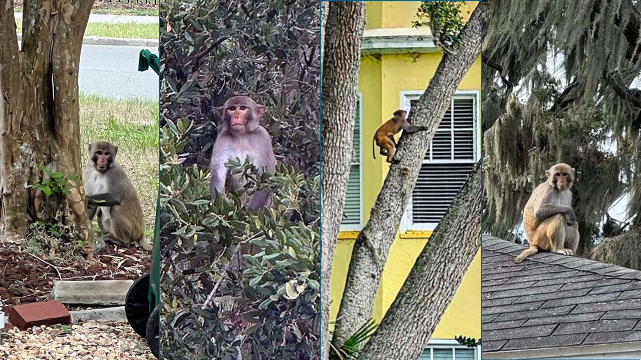Monkey spotted near Mount Dora's Lakeside Inn as sightings