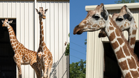 Central Florida Zoo welcomes 2 female giraffes