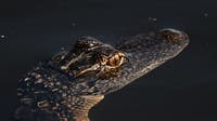 Man bitten on the face by alligator at Florida airboat attraction, lawsuit says