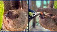 Willow, rescued Sloth World Sloth, has died, zoo says