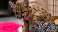 Central Florida Zoo: New summer hours, cougars cubs and animal encounters