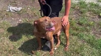 Brevard County deputies looking for alleged shooter that shot a stray dog in the head