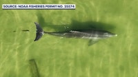 Wildlife scientists concerned with skyrocketing dolphin, fishing line cases in Indian River Lagoon