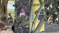 Monkey spotted near Mount Dora's Lakeside Inn as sightings continue across Central Florida