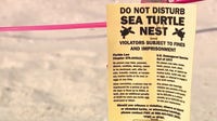 Sea turtle nesting season off to record start in Volusia County